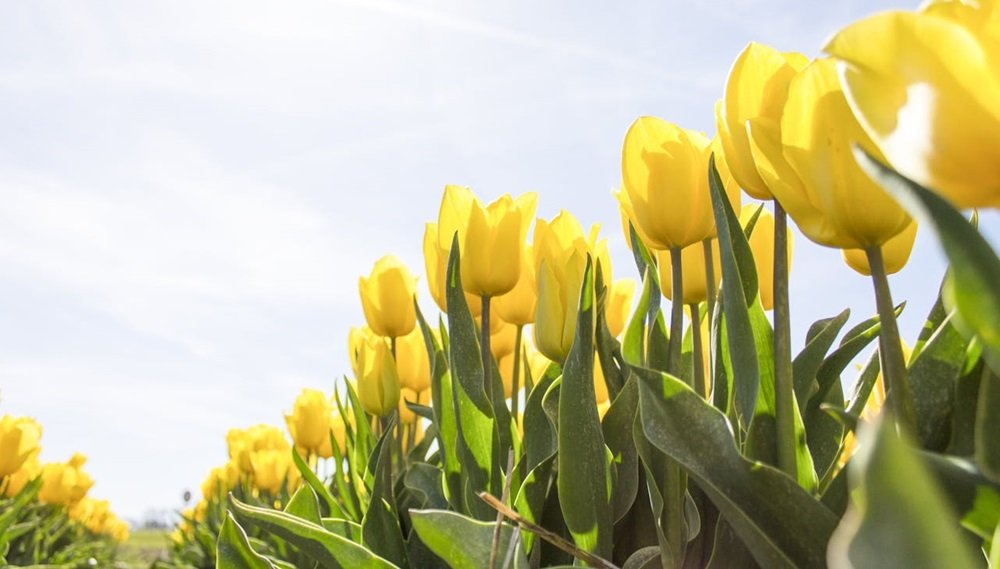 Spring Has Sprung In 2024: Celebrating the Vernal Equinox