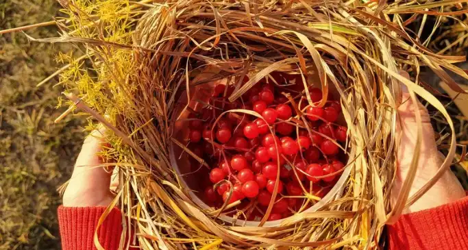 Foraging rules UK: what you're actually allowed to pick this autumn