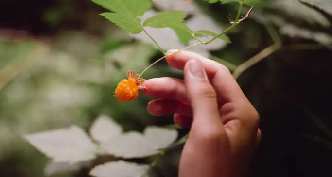 Foraging rules UK: what you're actually allowed to pick this autumn