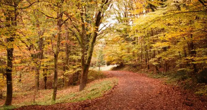 Foraging rules UK: what you're actually allowed to pick this autumn