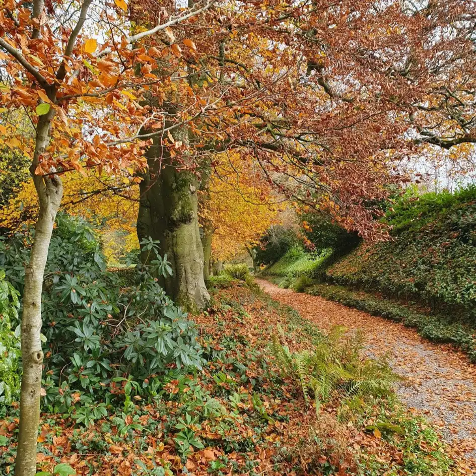 Foraging rules UK: what you're actually allowed to pick this autumn