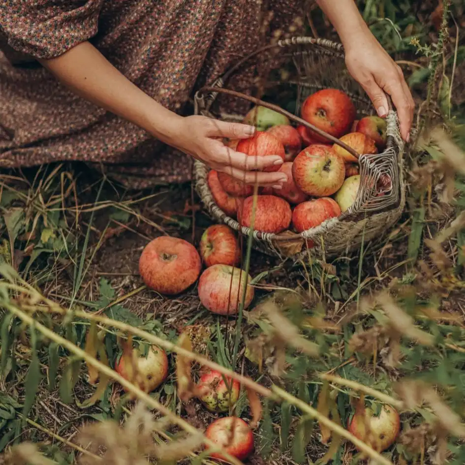 Foraging rules UK: what you're actually allowed to pick this autumn