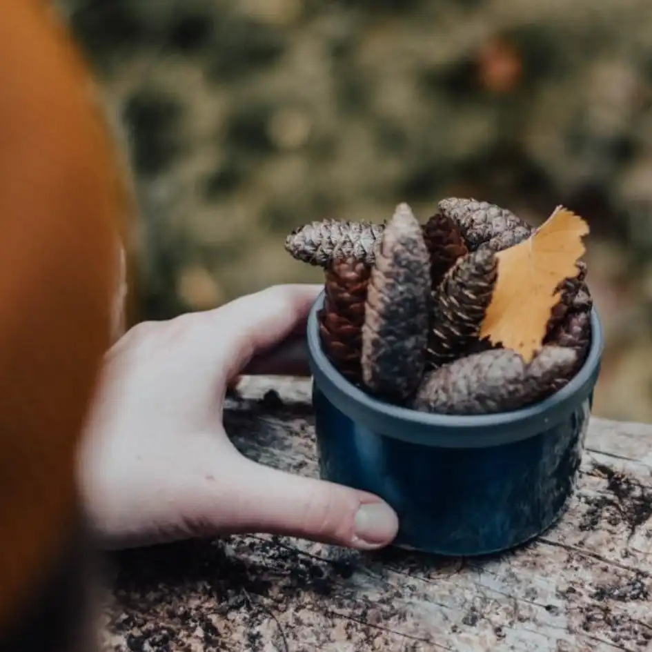 Foraging rules UK: what you're actually allowed to pick this autumn
