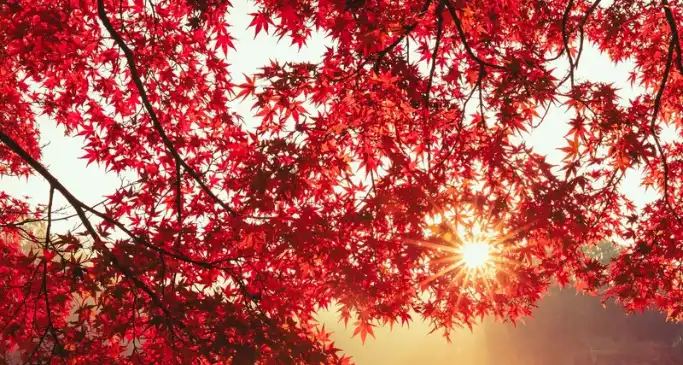 Vitamin D in the UK: when to take it, and what the NHS says about October to March